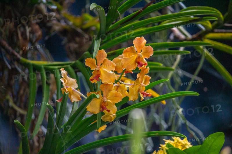 Jardin Botaniqu de Deshaies, botanical garden with flora and fauna in Guadeloupe, Caribbean, French Antilles