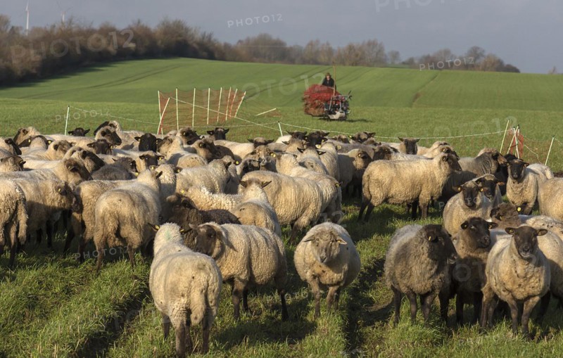 Black-headed domestic sheep (Ovis gmelini aries) waiting in the pen for the new pasture, behind preparation for pasture fencing, Mecklenburg-Western Pomerania, Germany, Europe