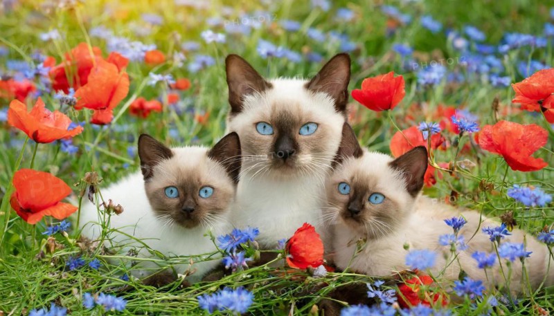 KI generated, animal, animals, mammal, mammals, cat, felidae (Felis catus), a cat and two kittens lying in a meadow, poppies and cornflowers