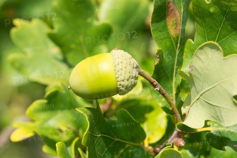 Close-up of a green acorn, unripe fruit of the English oak (Quercus pedunculata) or summer oak or english oak (Quercus robur) surrounded by oak leaves, oak leaves, Niederhaverbeck, hike to Wilseder Berg, nature reserve, Lueneburg Heath nature park Park, Lower Saxony, Germany, Europe