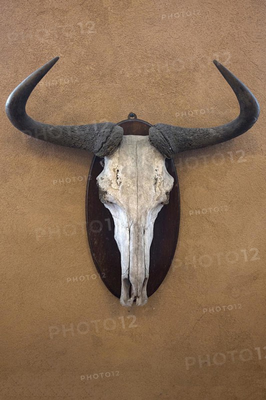 Hunting trophy of a wildebeest skull on a wall, shot in 1912 in the former German South West Africa, Mecklenburg-Western Pomerania, Germany, Europe