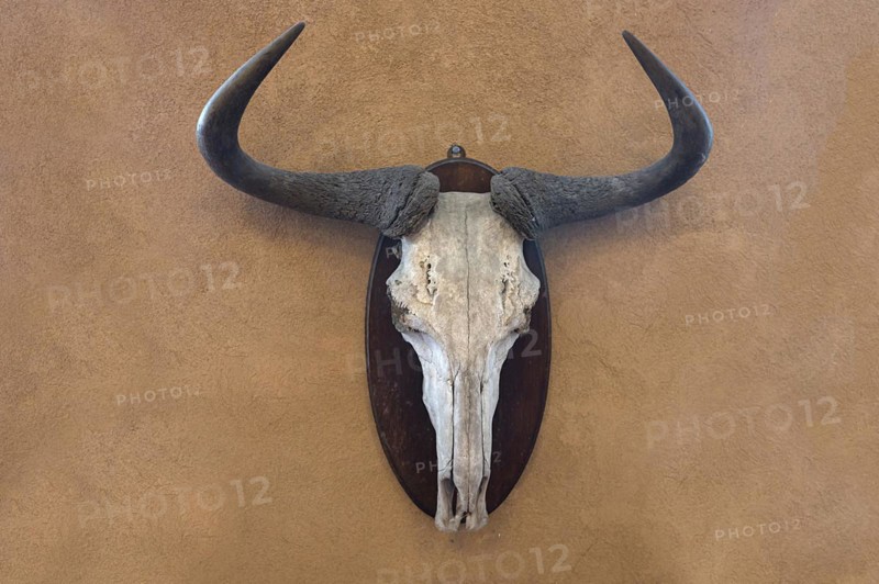 Hunting trophy of a wildebeest skull on a wall, shot in 1912 in the former German South West Africa, Mecklenburg-Western Pomerania, Germany, Europe