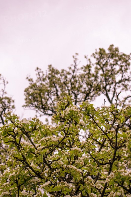 Branches of a pear tree (Pyrus communis) with white blossoms, Neubeuern, Germany, Europe