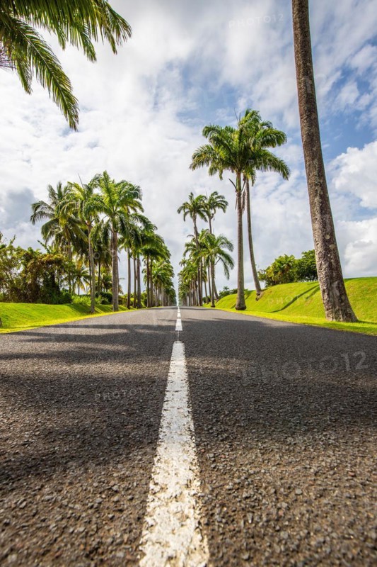 The famous palm avenue l'Allee Dumanoir. Landscape shot from the centre of the street into the avenue. Taken during a fantastic sunset. Grand Terre, Guadeloupe, Caribbean, North America