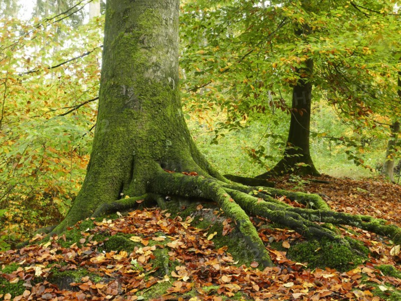Common beech (Fagus sylvatica), roots form in the ground and give the tree a secure footing, North Rhine-Westphalia, Germany, Europe