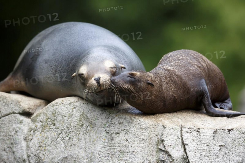 California sea lion (Zalophus californianus), An adult sea lion and a juvenile showing love and bonding while cuddling on a rock