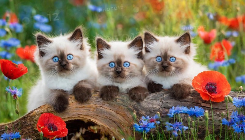 KI generated, animal, animals, mammal, mammals, cat, felidae (Felis catus), three cats resting on a tree, kittens