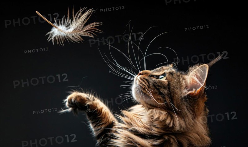 Maine Coon cat playfully batting at a feather toy in a studio setup AI generated
