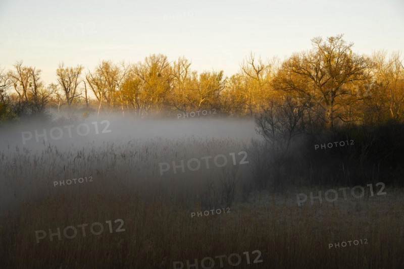 Morning atmosphere, fog, Lower Austria