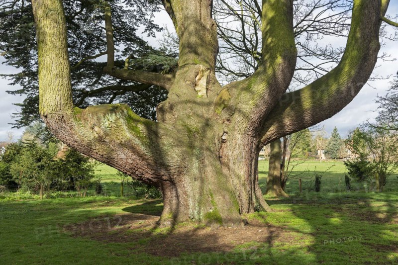Large tree in the garden of the youth hostel, Tiddington, Stratford upon Avon, England, Great Britain