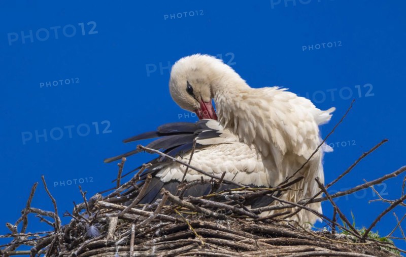 Stork (ciconia) in the nest on the roof of the town hall, Tangermuende, Saxony-Anhalt, Germany, Europe