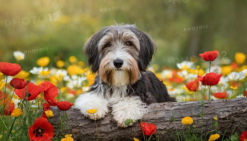 Ai generated, animal, animals, mammal, mammals, a, single animal, bobtail, (Canis lupus familiaris), dog, dogs, bitch, dog breed from England, a single animal, lies on a tree trunk, portrait, freontal