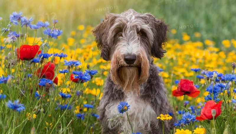 Ai generated, animal, animals, mammal, mammals, a, single animal, bobtail, (Canis lupus familiaris), dog, dogs, bitch, dog breed from England, a single animal, flower meadow