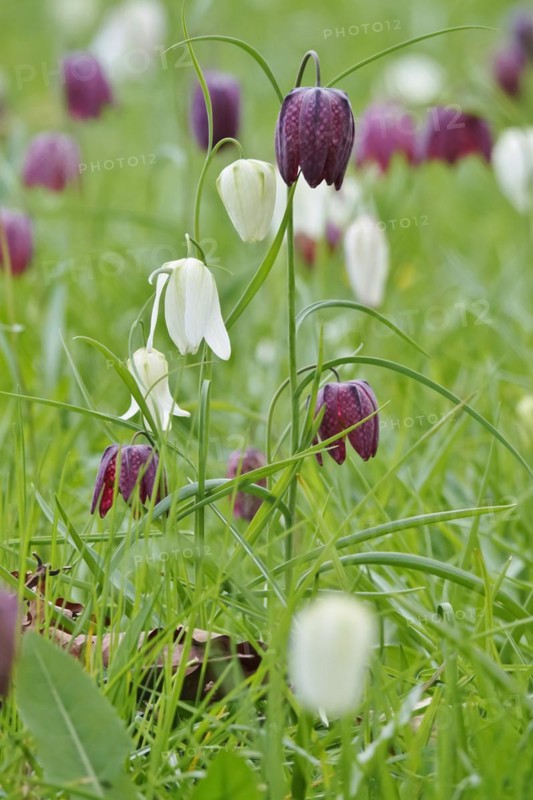 Charming chequerboard flower, spring, Germany, Europe