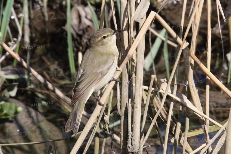 Willow Warbler sitting on a reed stalk, looking right
