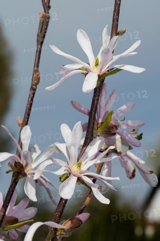 Tulip magnolia branches with five open pink flowers next to each other against a blue sky
