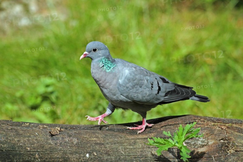 Stock Dove (Columba oenas)