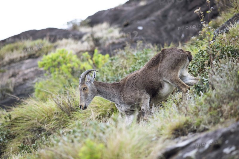 Nilgiri tahr (Nilgiritragus hylocrius, until 2005 Hemitragus hylocrius) or endemic goat species in Eravikulam National Park, Kannan Devan Hills, Munnar, Kerala, India, Asia