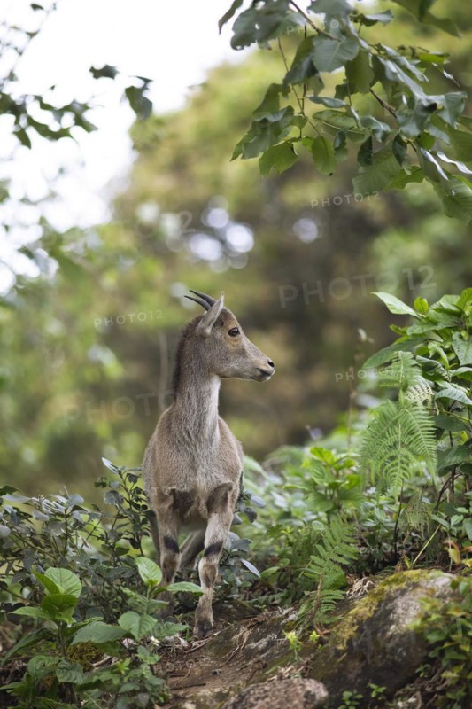 Nilgiri tahr (Nilgiritragus hylocrius, until 2005 Hemitragus hylocrius) or endemic goat species in Eravikulam National Park, juvenile, Kannan Devan Hills, Munnar, Kerala, India, Asia