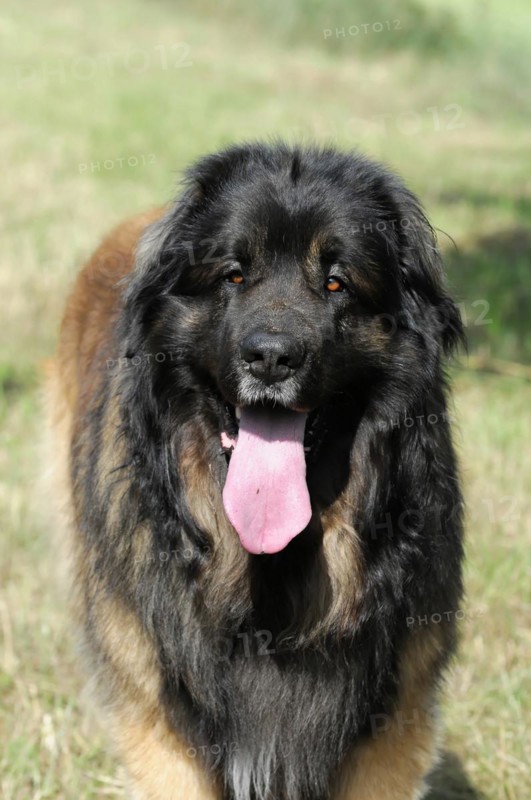 Leonberger dog, portrait of an attentive dog with thick fur in the sunlight, Leonberger dog, Schwaebisch Gmuend, Baden-Wuerttemberg, Germany, Europe