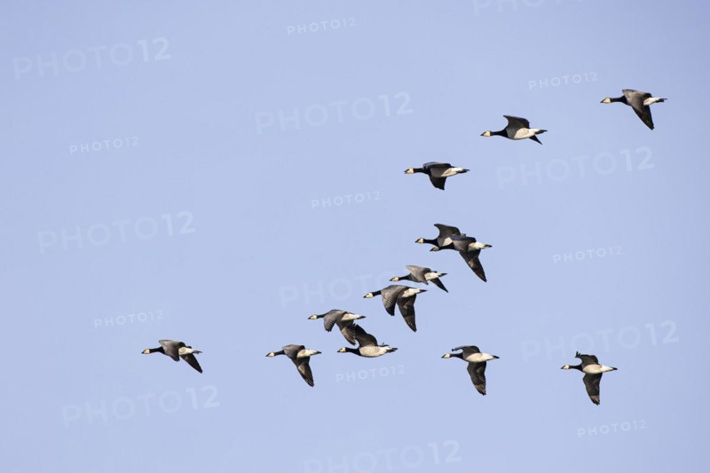 Barnacle goose (Branta leucopsis), small flock in flight, Laanemaa, Estonia, Europe