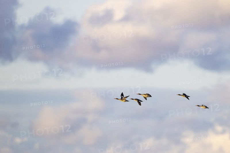 Red-breasted Merganser (Mergus serrator), small flock in flight, Laanemaa, Estonia, Europe