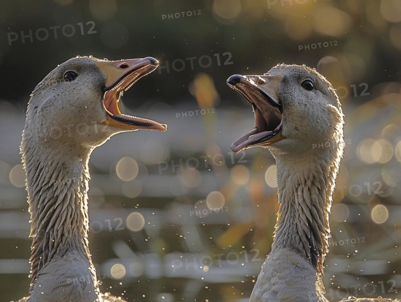 Two geese communicate loudly with open beaks, surrounded by splashing water, AI generated, AI generated, AI generated
