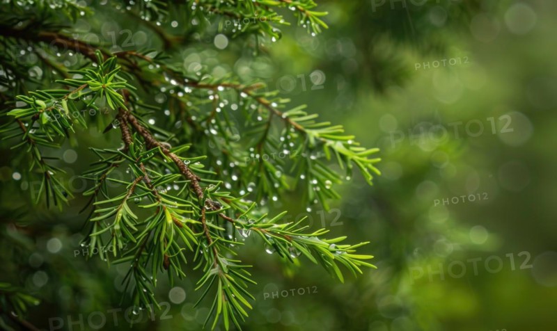 Closeup view on cedar branch in rain drops, bokeh background AI generated