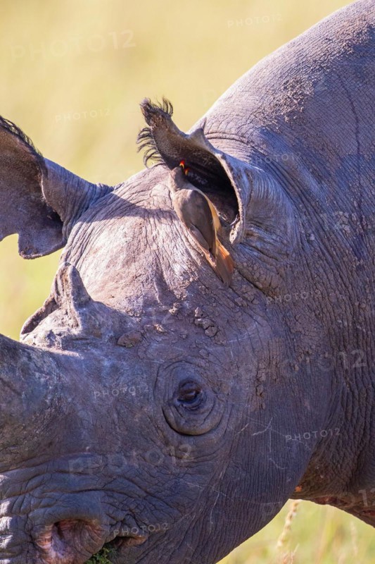 Close up at a Black rhinoceros (Diceros bicornis) with a Yellow-billed oxpecker (Buphagus africanus) by the ear, Maasai mara national reserv, Kenya, Africa