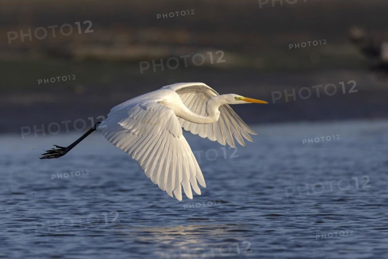 Great egret (Egretta alba), flying over a draining fish pond in search of food, Lusatia, Saxony, Germany, Europe