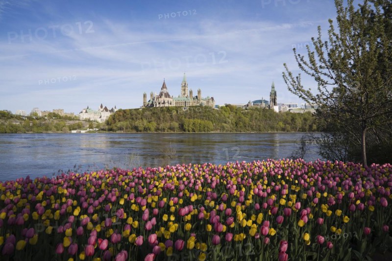 Bed of pink and yellow Tulipa, Tulips plus Chateau Laurier and Canadian Parliament buildings across the Ottawa river in spring, Ottawa, Ontario, Canada, North America