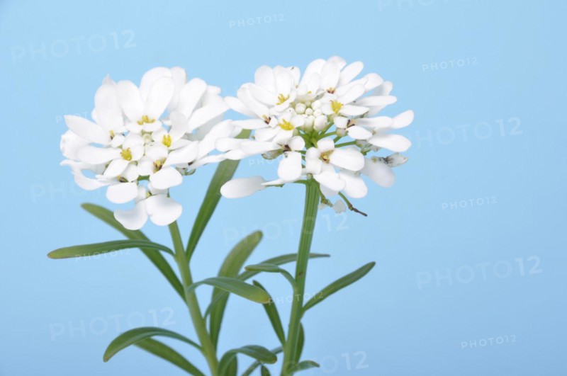 Iberis sempervirens in flower