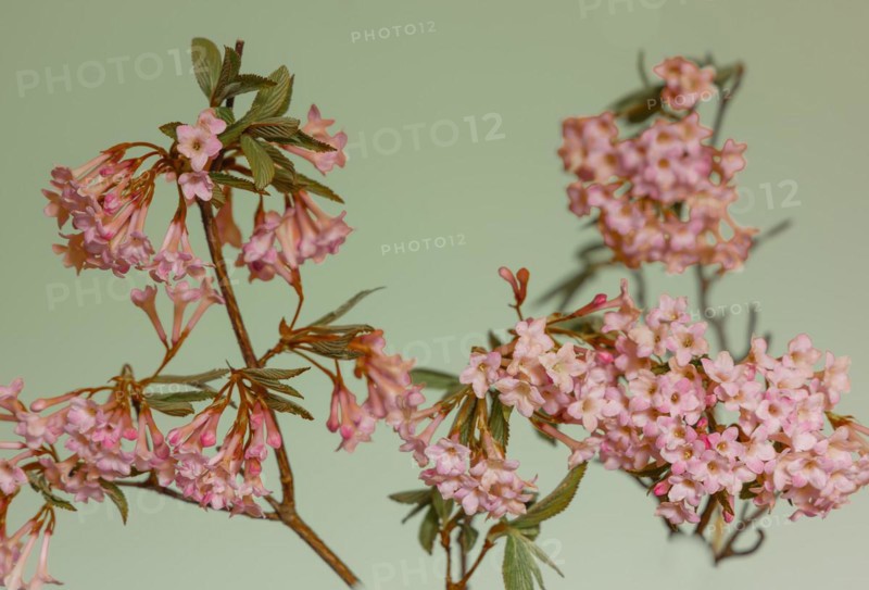 Pink scented snowball (Viburnum farreri) in macro