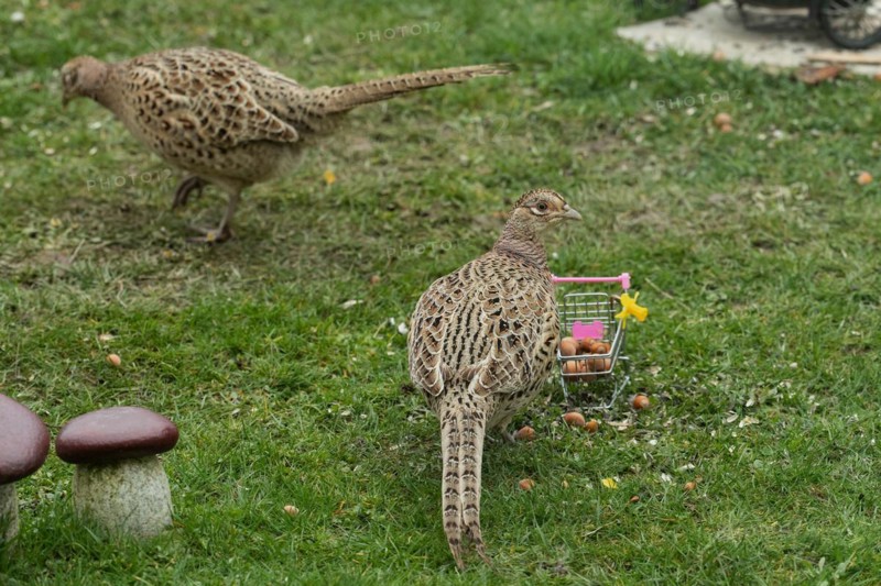 Pheasant two females standing in green grass next to shopping trolley different sightings
