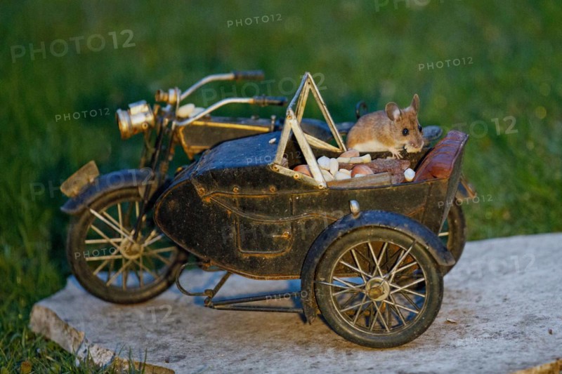 Wood mouse with nut in mouth on motorbike sitting on stone slab in green grass looking right