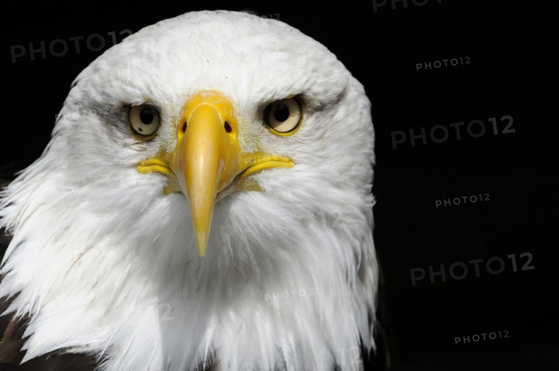 Bald eagle, Haliaeetus leucocephalus, Dominant gaze of a bald eagle into the camera on a black background, Captive, Fuerstenfeld Monastery, Fuerstenfeldbruck, Bavaria, Germany, Europe