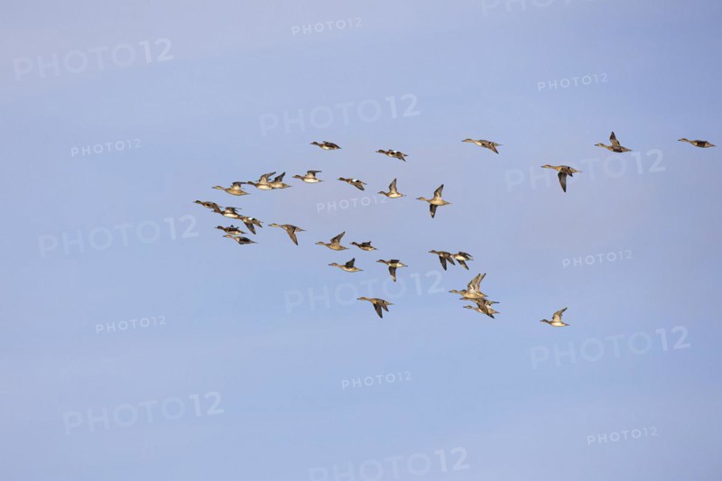 Gadwall (Anas strepera) and wigeon (Anas penelope), small flock in flight, Laanemaa, Estonia, Europe