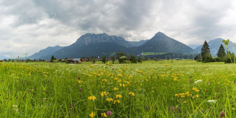 Alpine meadow, Lorettowiesen near Oberstdorf, Allgaeu Alps in the background, Allgaeu, Bavaria, Germany, Europe