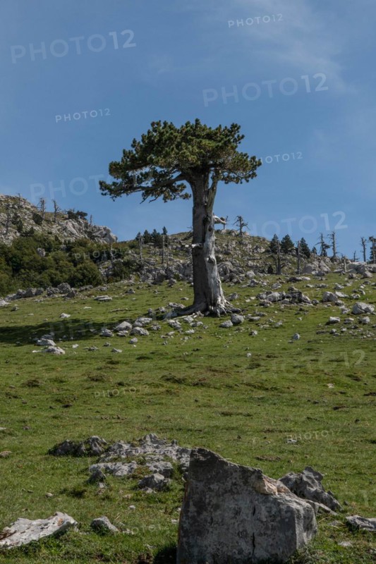 Pollino national park, Pinus heldreichii, italy