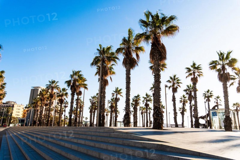 Promenade at the old harbour with palm trees in Barcelona, Spain, Europe