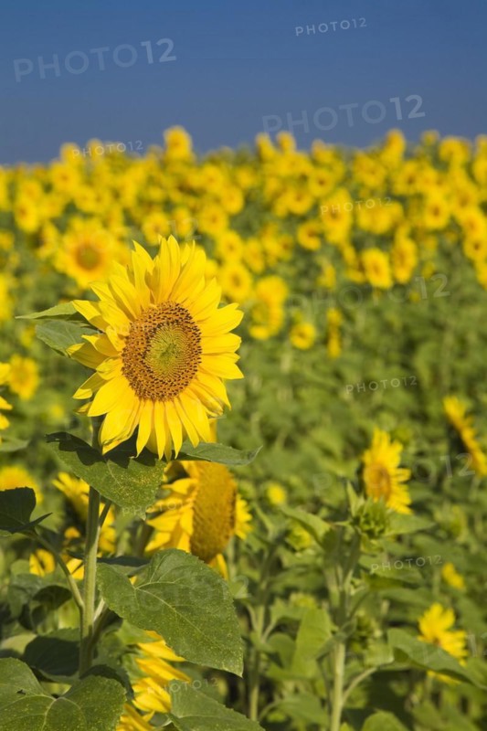 Yellow Helianthus annuus, Sunflowers in field in summer, Quebec, Canada, North America