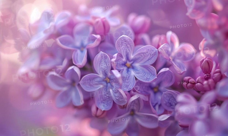 A close-up of lilac petals, closeup view, soft focus AI generated