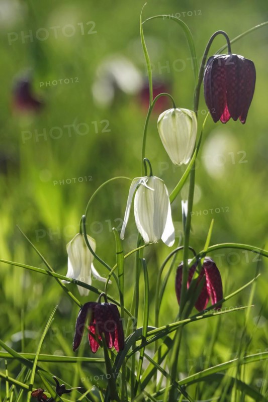 Enchanting chequerboard flowers, April, Germany, Europe