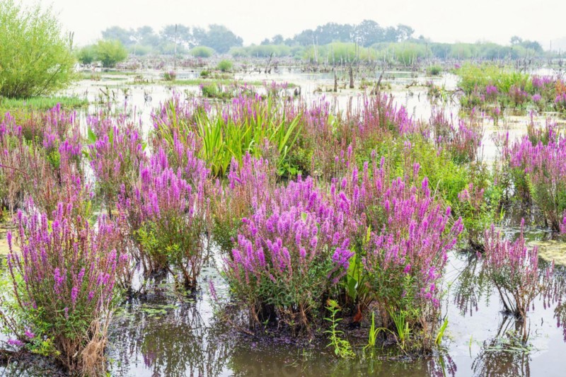 Purple loosestrife (Lythrum salicaria) in bloom at a flooded wetland