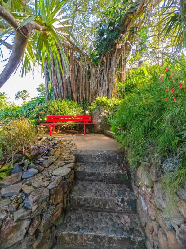 Jardin Botaniqu de Deshaies, botanical garden with flora and fauna in Guadeloupe, Caribbean, French Antilles