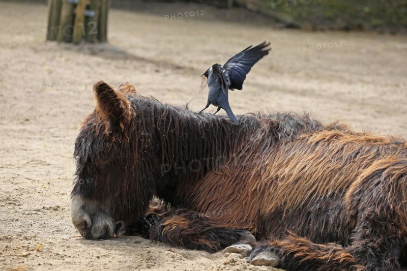 Western jackdaw (Corvus monedula), pulls tufts of hair from the donkey's back for nest building