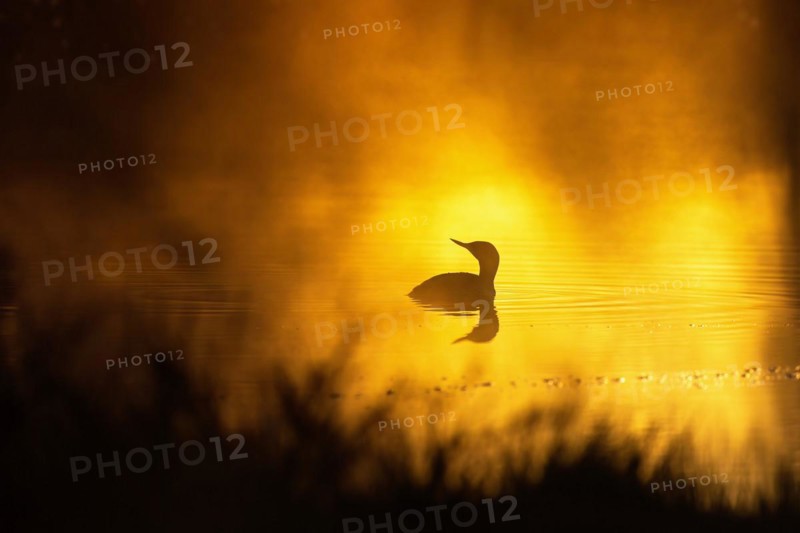 Red-throated loon (Gavia stellata) in a sunspot on a misty lake in morning light