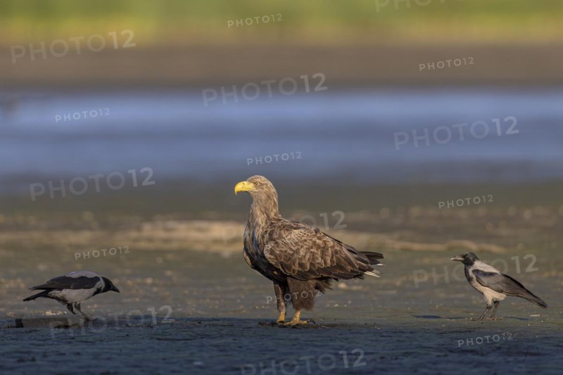 White-tailed eagle (Haliaeetus albicilla), at the bottom of a drained fishpond surrounded by hooded crows, Lusatia, Saxony, Germany, Europe