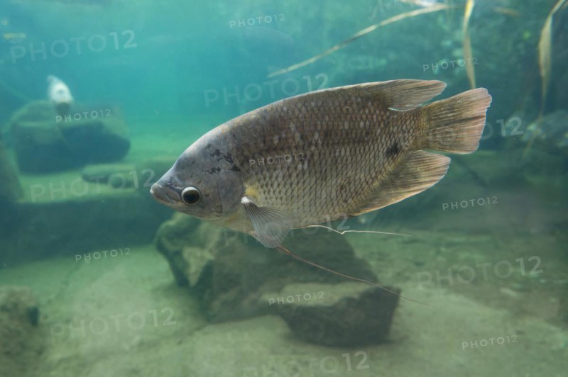 Giant gourami (Osphronemus goramy), occurring in Southeast Asia, captive