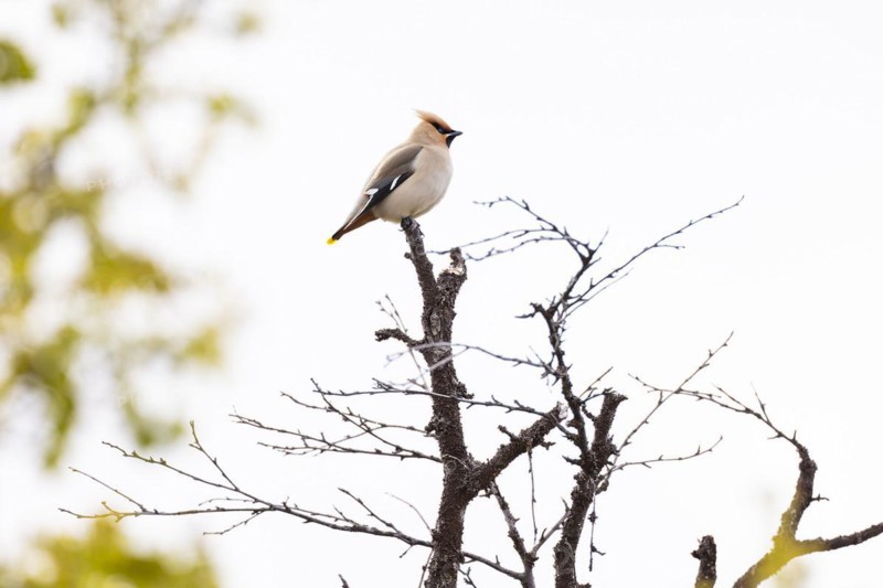 Bohemian waxwing (Bombycilla garrulus) sitting on branch tip, Varanger, Finnmark, Norway, Europe